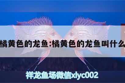 橘黃色的龍魚:橘黃色的龍魚叫什么