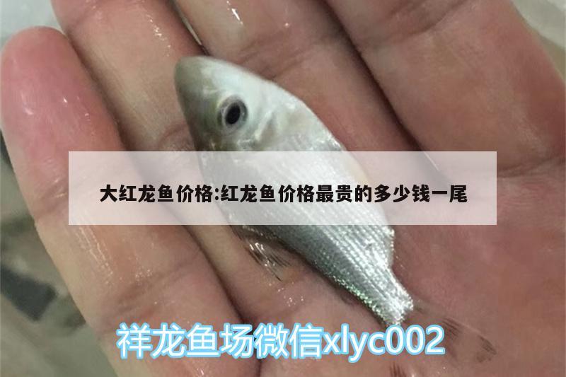 大紅龍魚價(jià)格:紅龍魚價(jià)格最貴的多少錢一尾