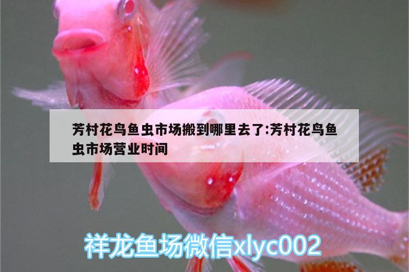 芳村花鳥魚蟲市場搬到哪里去了:芳村花鳥魚蟲市場營業(yè)時間