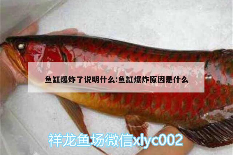 魚(yú)缸爆炸了說(shuō)明什么:魚(yú)缸爆炸原因是什么