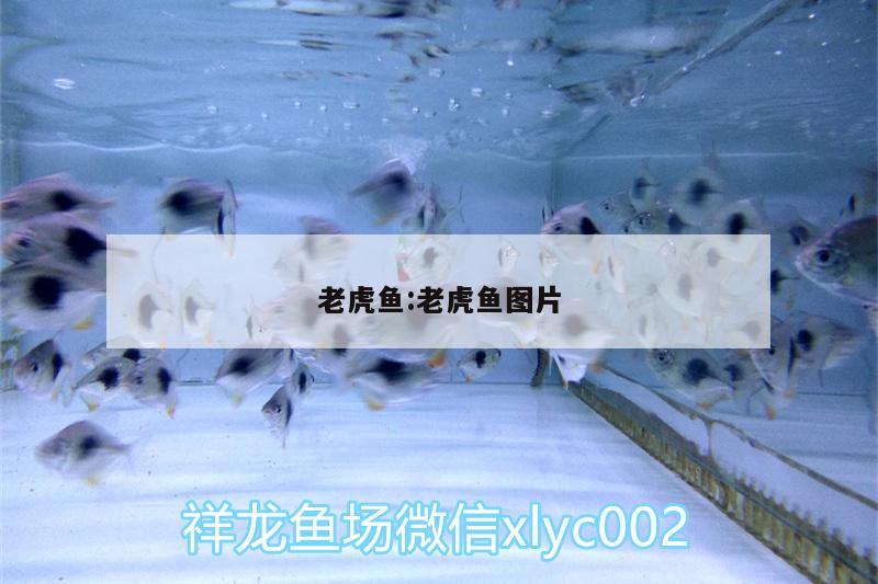 老虎魚:老虎魚圖片