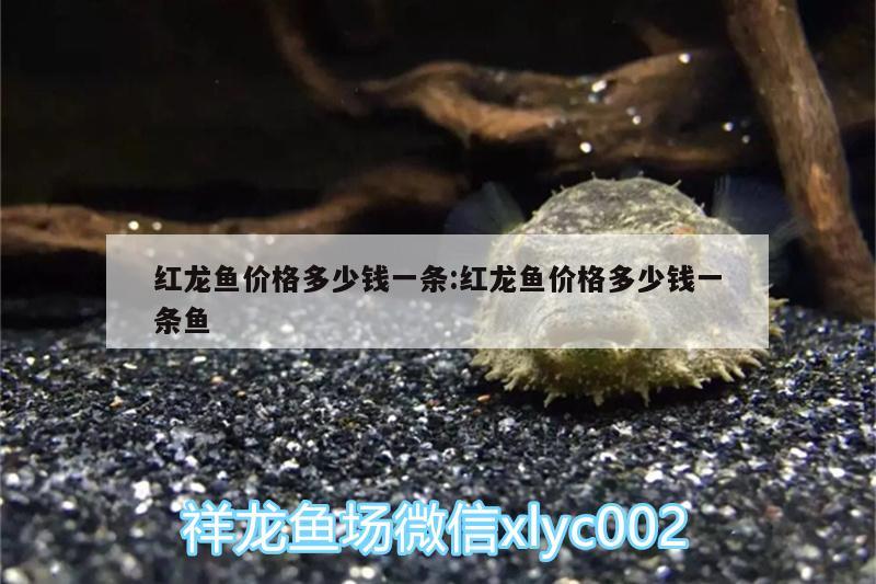 紅龍魚價格多少錢一條:紅龍魚價格多少錢一條魚 水族品牌