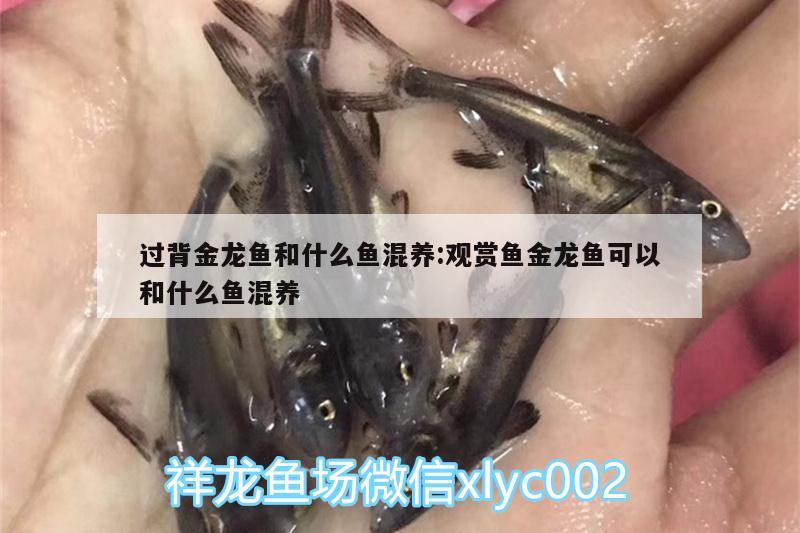 過背金龍魚和什么魚混養(yǎng):觀賞魚金龍魚可以和什么魚混養(yǎng)