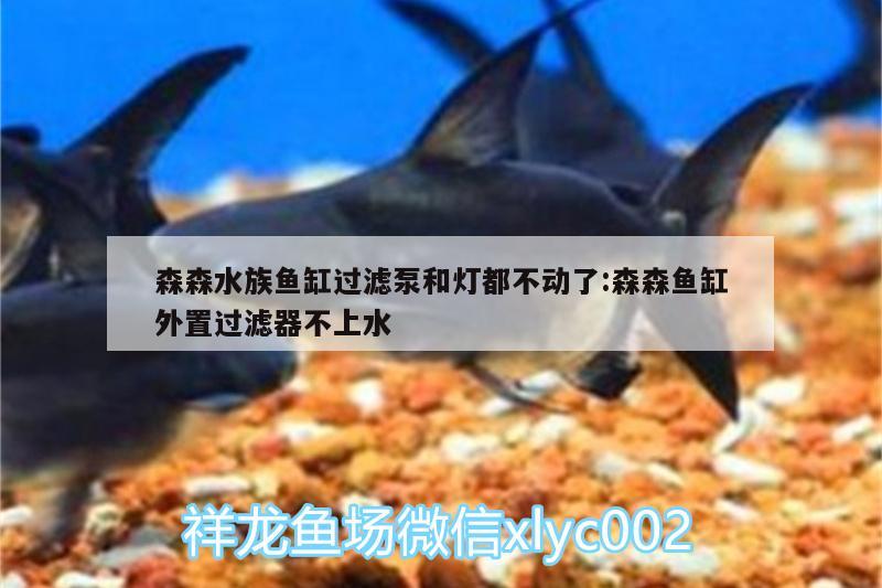 森森水族魚缸過濾泵和燈都不動(dòng)了:森森魚缸外置過濾器不上水 財(cái)神鸚鵡魚