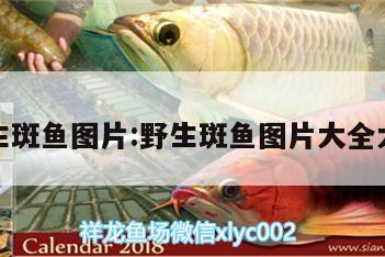 野生斑魚圖片:野生斑魚圖片大全大圖 海象魚