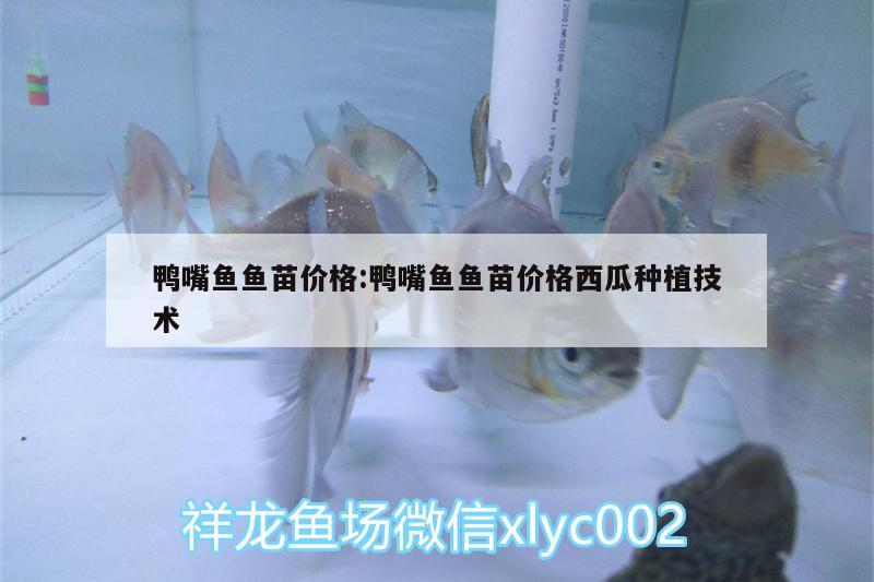 鴨嘴魚(yú)魚(yú)苗價(jià)格:鴨嘴魚(yú)魚(yú)苗價(jià)格西瓜種植技術(shù) 白子銀龍魚(yú)苗