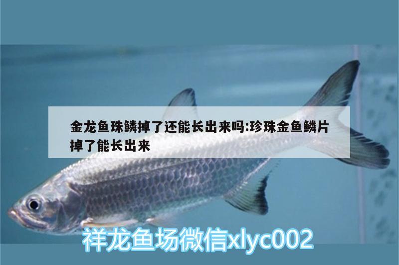 金龍魚珠鱗掉了還能長出來嗎:珍珠金魚鱗片掉了能長出來 招財戰(zhàn)船魚