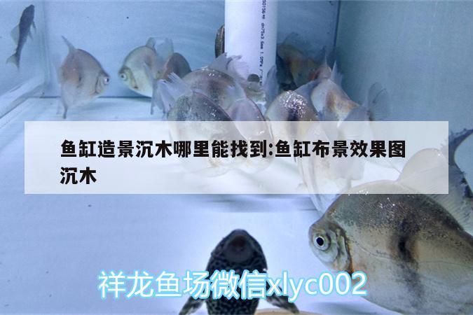 魚缸造景沉木哪里能找到:魚缸布景效果圖沉木