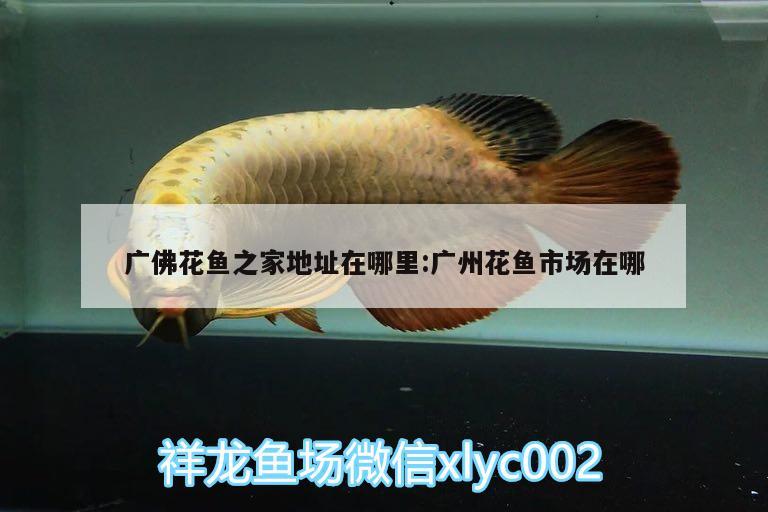 廣佛花魚之家地址在哪里:廣州花魚市場在哪 馬拉莫寶石魚苗