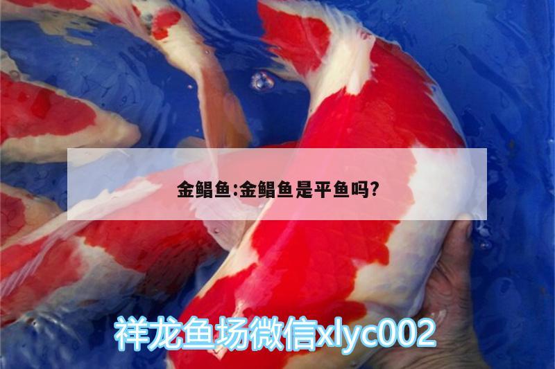 金鯧魚:金鯧魚是平魚嗎?