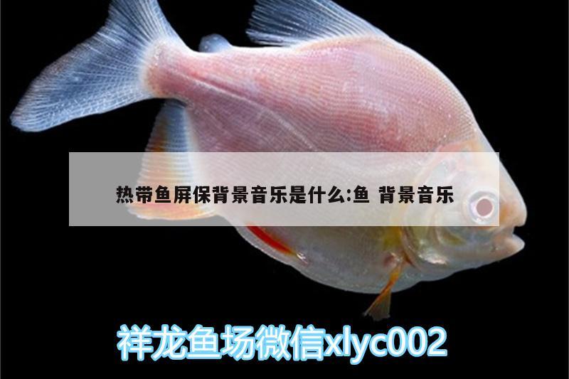 熱帶魚(yú)屏保背景音樂(lè)是什么:魚(yú)背景音樂(lè)