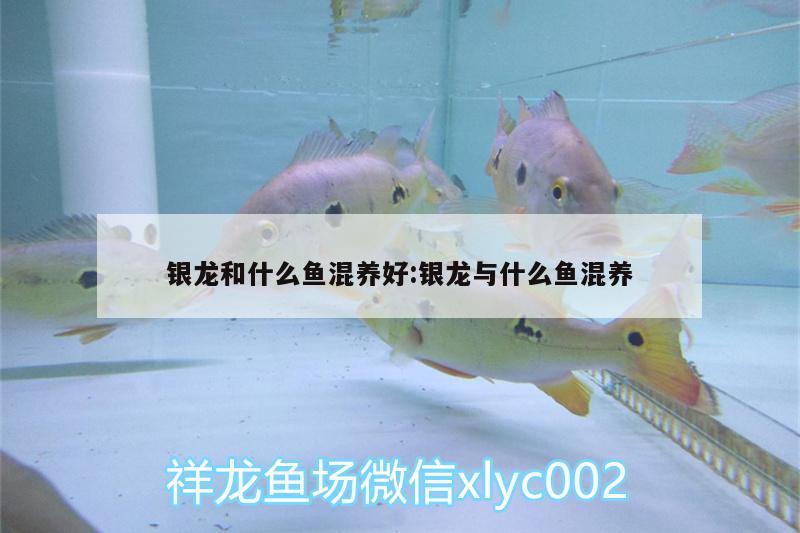 銀龍和什么魚混養(yǎng)好:銀龍與什么魚混養(yǎng)