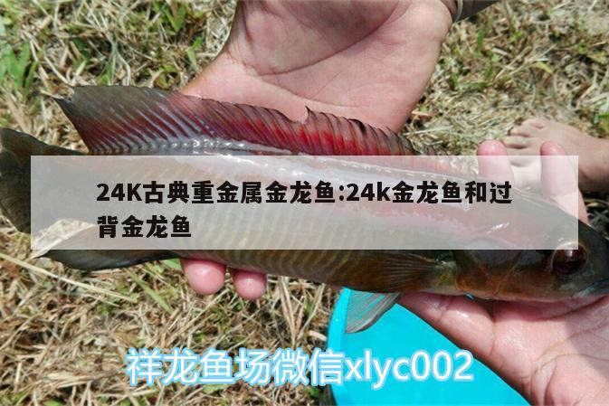 24K古典重金屬金龍魚:24k金龍魚和過(guò)背金龍魚 金龍魚百科