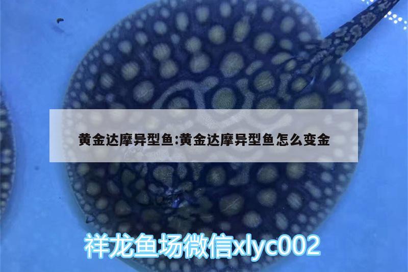 黃金達摩異型魚:黃金達摩異型魚怎么變金