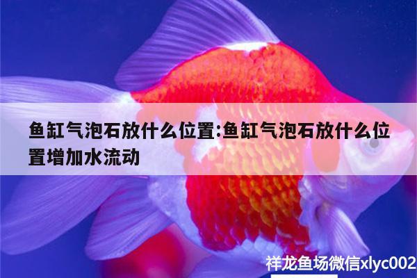 魚(yú)缸氣泡石放什么位置:魚(yú)缸氣泡石放什么位置增加水流動(dòng) 藍(lán)底過(guò)背金龍魚(yú)