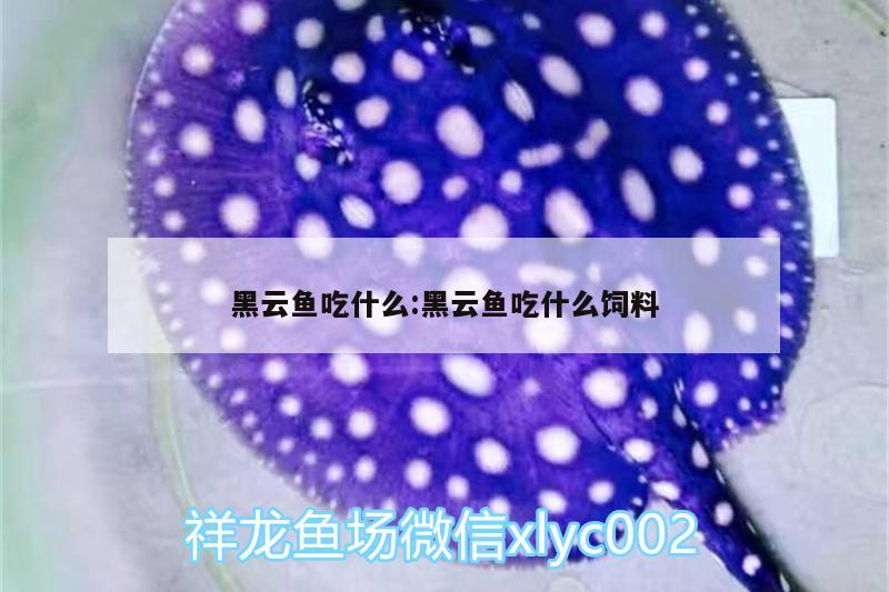 黑云魚吃什么:黑云魚吃什么飼料 黑云魚