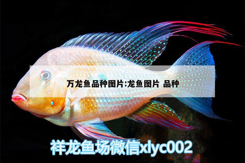 萬龍魚品種圖片:龍魚圖片品種 大白鯊魚