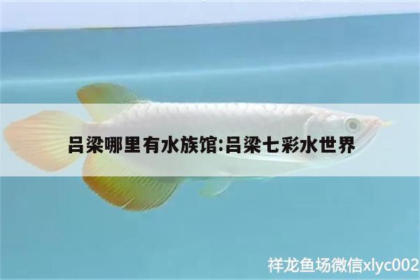 呂梁哪里有水族館:呂梁七彩水世界 白子紅龍魚(yú)