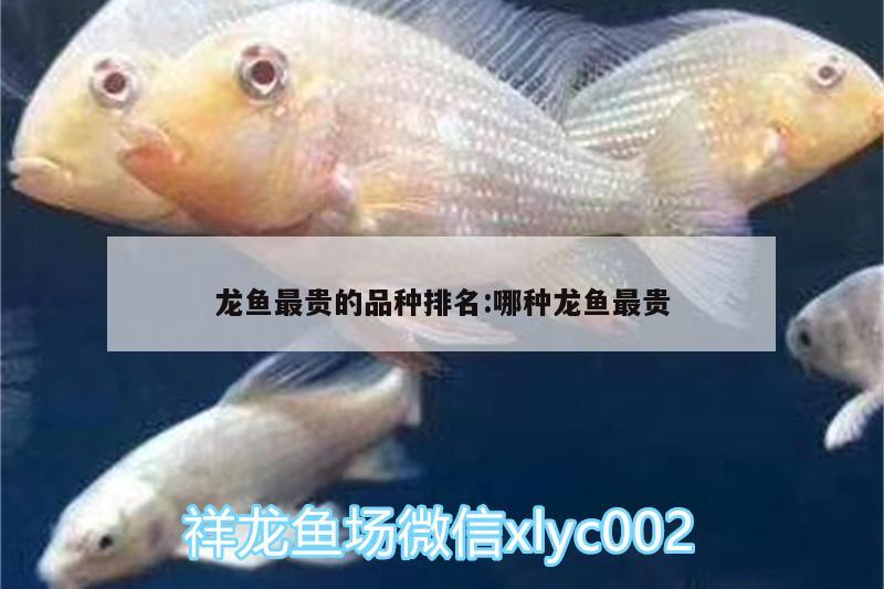 龍魚(yú)最貴的品種排名:哪種龍魚(yú)最貴