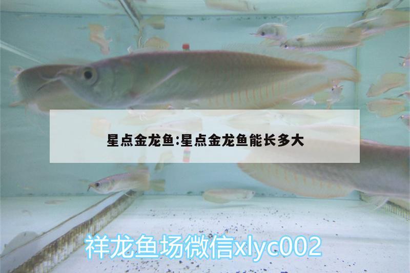 星點金龍魚:星點金龍魚能長多大 星點金龍魚