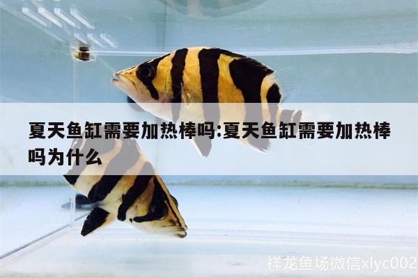 夏天魚缸需要加熱棒嗎:夏天魚缸需要加熱棒嗎為什么 帝王三間魚