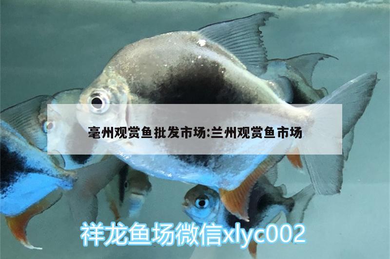 毫州觀賞魚批發(fā)市場(chǎng):蘭州觀賞魚市場(chǎng)