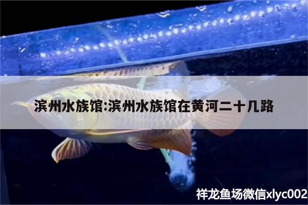 濱州水族館:濱州水族館在黃河二十幾路 星點(diǎn)金龍魚(yú)