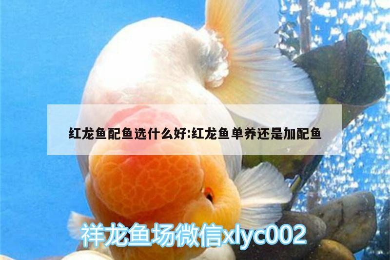 紅龍魚配魚選什么好:紅龍魚單養(yǎng)還是加配魚