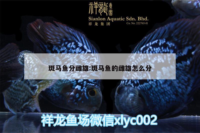 斑馬魚分雌雄:斑馬魚的雌雄怎么分 細(xì)線銀版魚