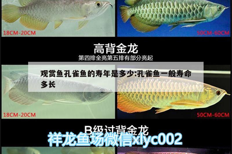 觀賞魚孔雀魚的壽年是多少:孔雀魚一般壽命多長 黃金眼鏡蛇雷龍魚