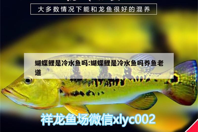 蝴蝶鯉是冷水魚(yú)嗎:蝴蝶鯉是冷水魚(yú)嗎養(yǎng)魚(yú)老道 蝴蝶鯉