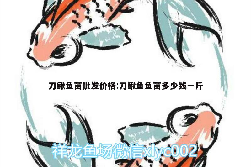 刀鰍魚苗批發(fā)價(jià)格:刀鰍魚魚苗多少錢一斤 和尚魚