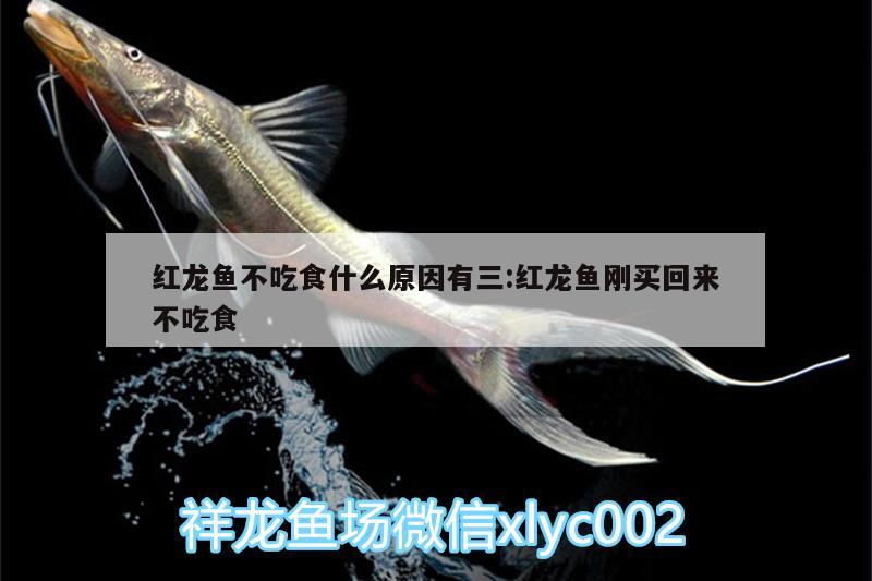 紅龍魚(yú)不吃食什么原因有三:紅龍魚(yú)剛買(mǎi)回來(lái)不吃食