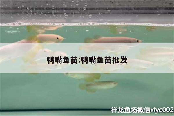 鴨嘴魚苗:鴨嘴魚苗批發(fā) 南美異形觀賞魚