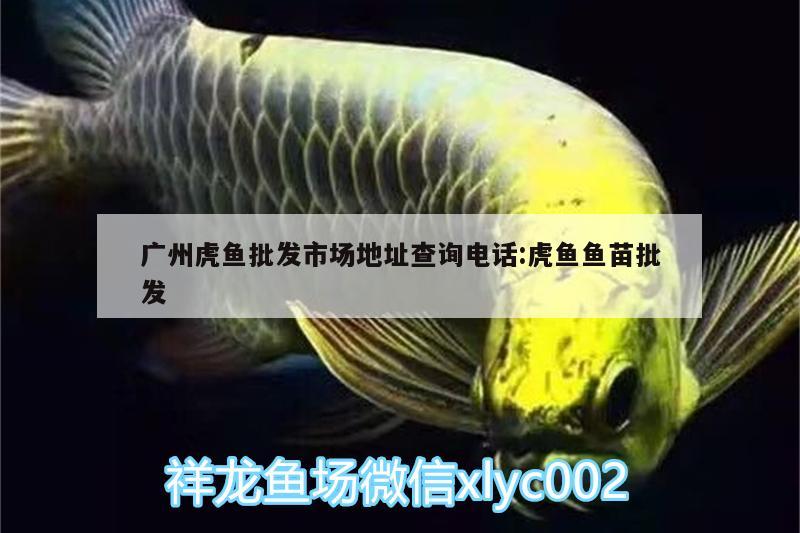 廣州虎魚批發(fā)市場(chǎng)地址查詢電話:虎魚魚苗批發(fā)