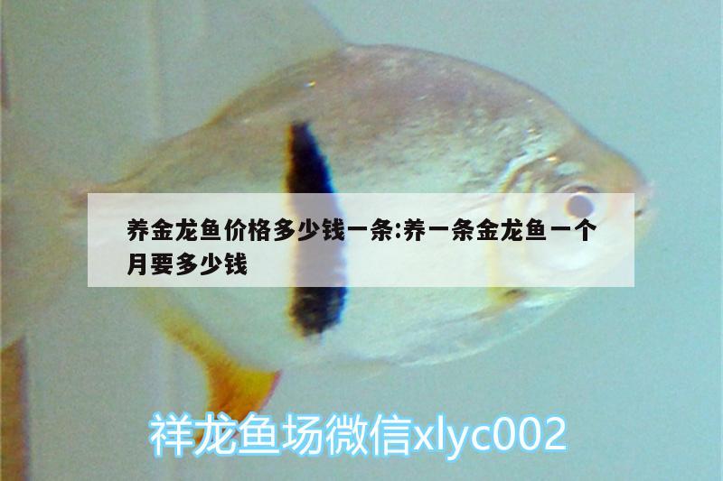 養(yǎng)金龍魚價(jià)格多少錢一條:養(yǎng)一條金龍魚一個(gè)月要多少錢 觀賞魚水族批發(fā)市場(chǎng) 第2張