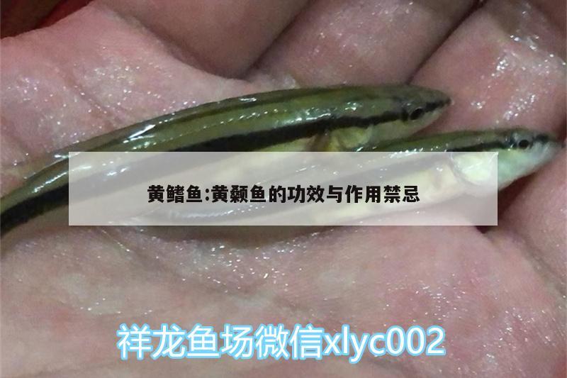 黃鰭魚:黃顙魚的功效與作用禁忌