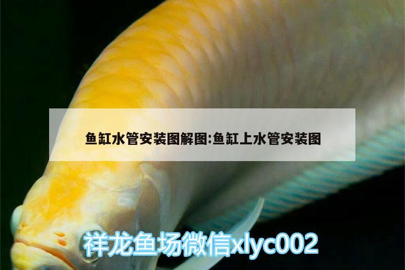 魚缸水管安裝圖解圖:魚缸上水管安裝圖 細線銀版魚