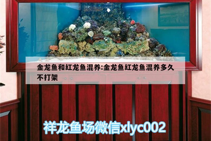 金龍魚和紅龍魚混養(yǎng):金龍魚紅龍魚混養(yǎng)多久不打架 養(yǎng)魚知識(shí)