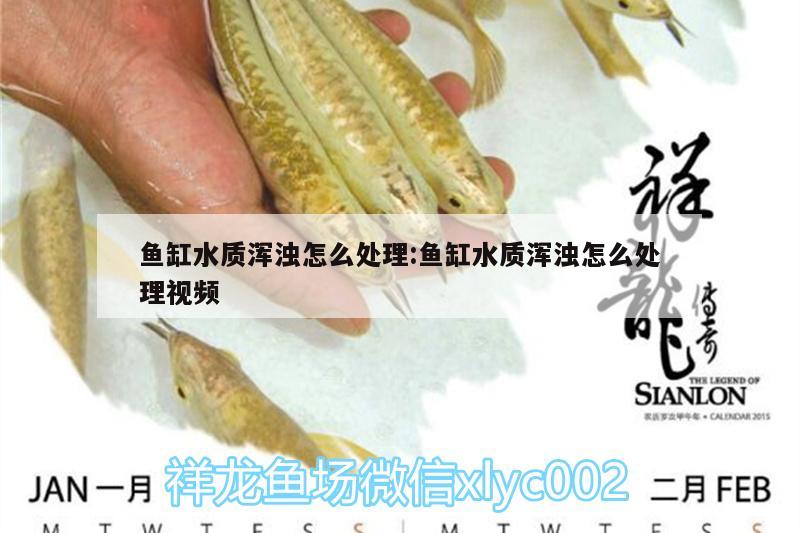 魚(yú)缸水質(zhì)渾濁怎么處理:魚(yú)缸水質(zhì)渾濁怎么處理視頻