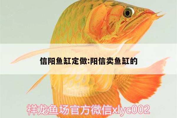 信陽(yáng)魚(yú)缸定做:陽(yáng)信賣(mài)魚(yú)缸的 粗線銀版魚(yú)苗