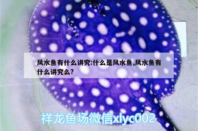 風水魚有什么講究:什么是風水魚,風水魚有什么講究么?