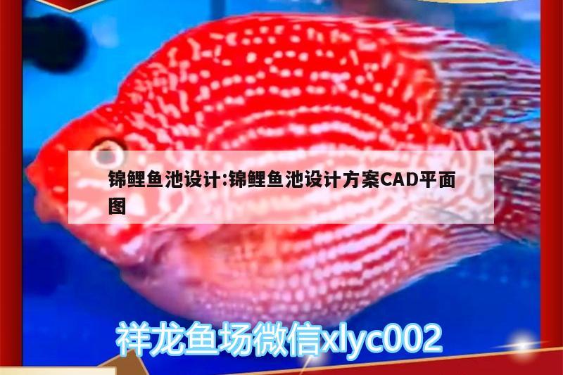 錦鯉魚池設(shè)計:錦鯉魚池設(shè)計方案CAD平面圖