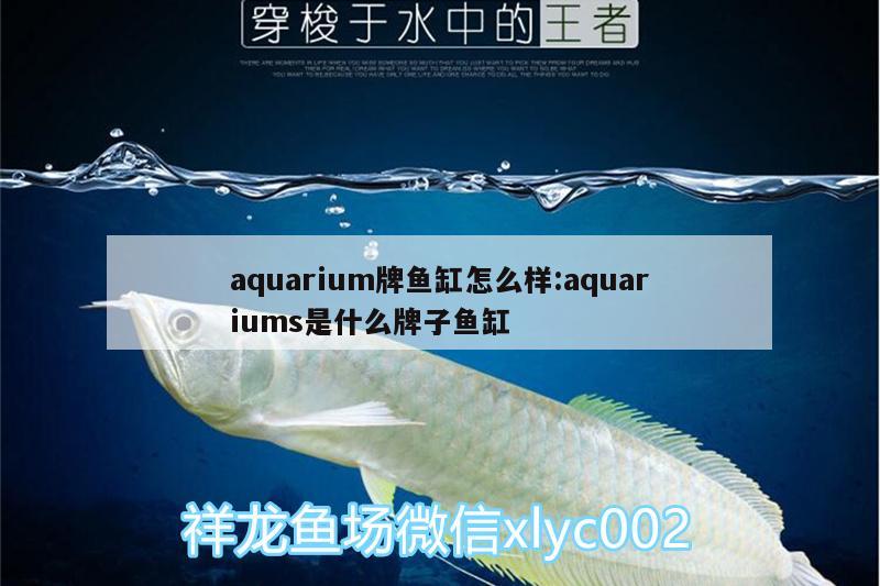 aquarium牌魚缸怎么樣:aquariums是什么牌子魚缸 紅龍專用魚糧飼料