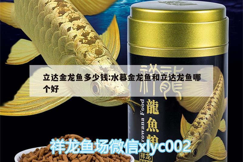 立達(dá)金龍魚多少錢:水幕金龍魚和立達(dá)龍魚哪個(gè)好 立達(dá)金龍魚