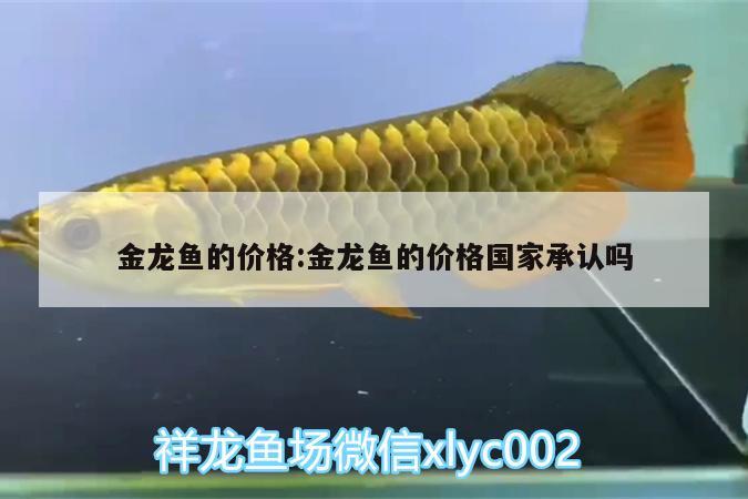 金龍魚的價(jià)格:金龍魚的價(jià)格國家承認(rèn)嗎 古典過背金龍魚