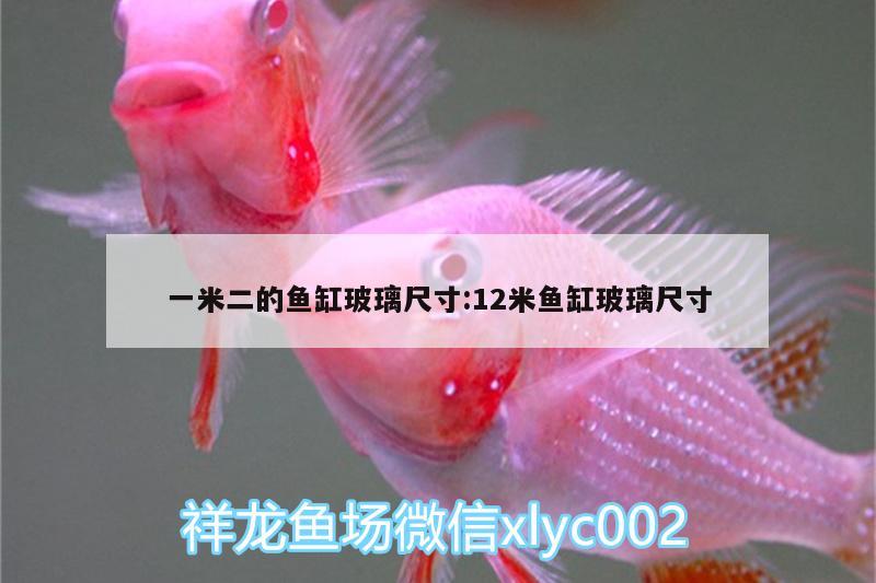 一米二的魚缸玻璃尺寸:12米魚缸玻璃尺寸 羅漢魚