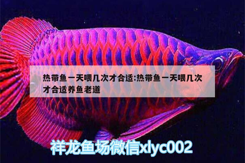 熱帶魚一天喂幾次才合適:熱帶魚一天喂幾次才合適養(yǎng)魚老道 紅老虎魚