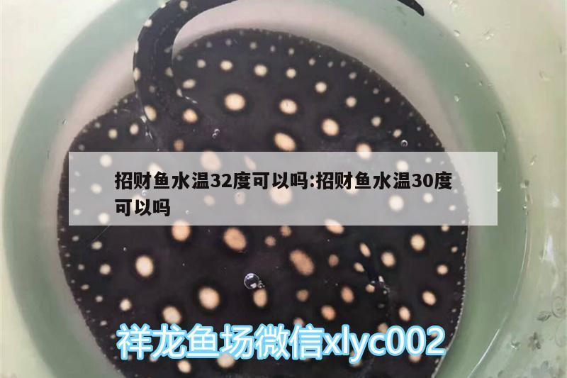 招財(cái)魚水溫32度可以嗎:招財(cái)魚水溫30度可以嗎 紅龍魚百科