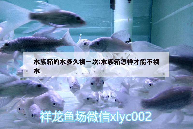 水族箱的水多久換一次:水族箱怎樣才能不換水 魚缸/水族箱